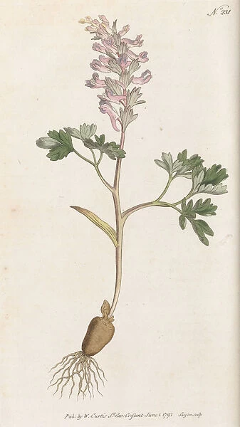 Corydalis solida, 1793