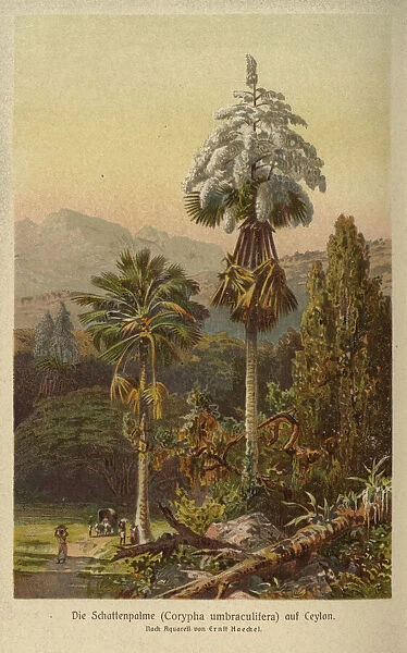 Corypha umbraculifera (Talipot Palm)