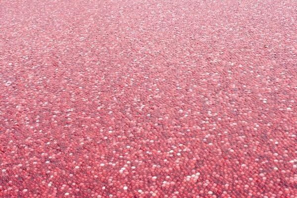 cranberries. a sea of red cranberries