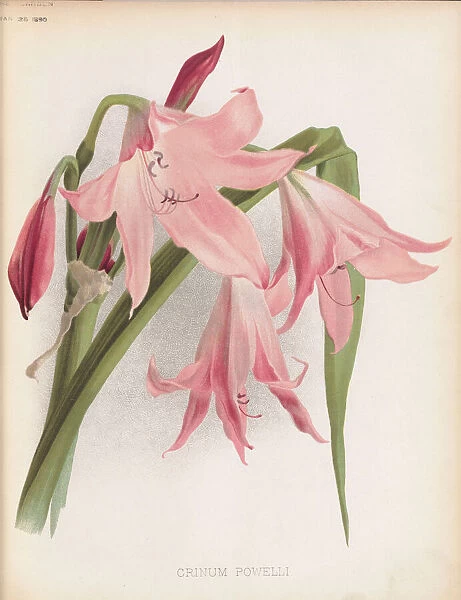 Crinum x powellii, 1890