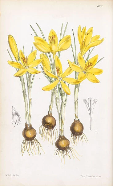 Crocus chrysanthus, 1875