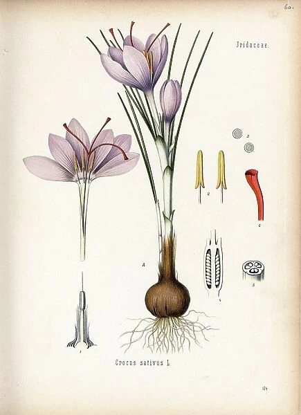 Crocus sativus, 1887