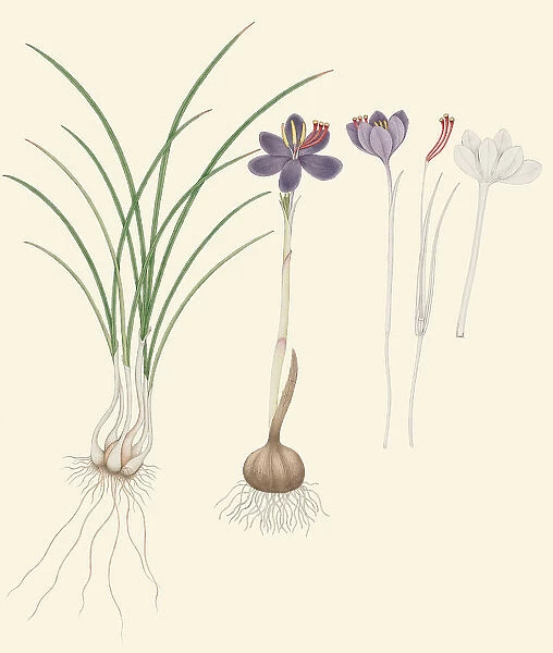 Crocus sativus, c. 1828