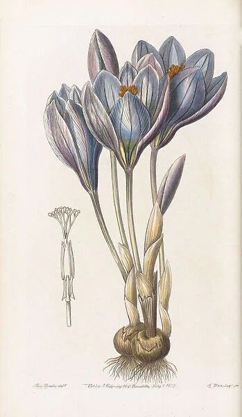 Crocus speciosus, 1839