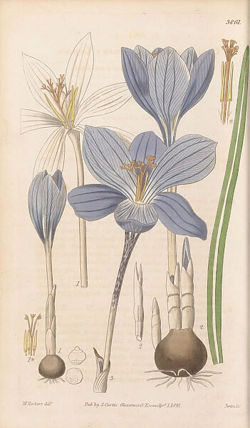 Crocus speciosus, 1841