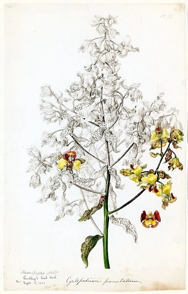 Crytopodium punctatum, 1838