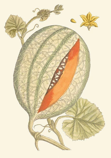 Cucumis melo, 1737. Illustration of Cucumis melo