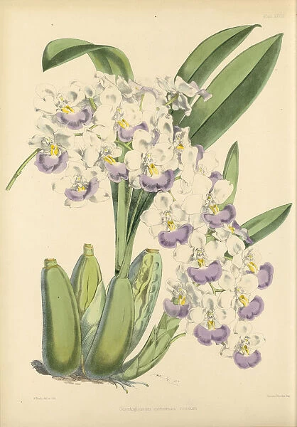 Cuitlauzina pendula, 1845-1883