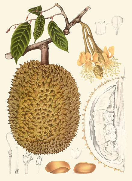 Cullenia species, 1863