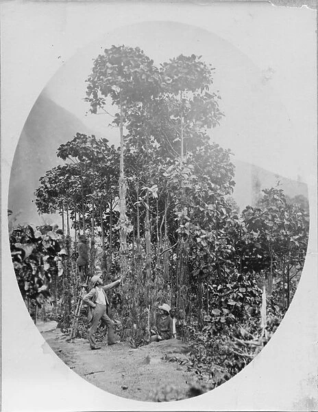 Cultivation of Cinchona succirubra trees on the Madulsima Cinchona Cos estate, Ceylon (Sri Lanka) 1882