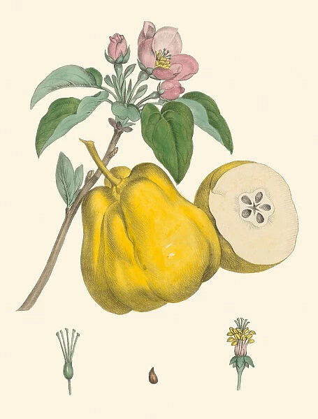 Cydonia oblonga, 1820