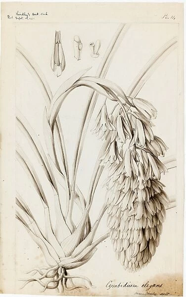 Cymbidium elegans, 1838