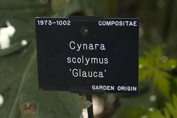 Cynara. COMPOSITAE, Cynara, scolymus, glauca, 19731002