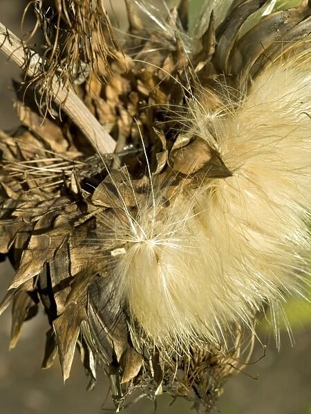 Cynara scolymus. globe artichoke seed heads