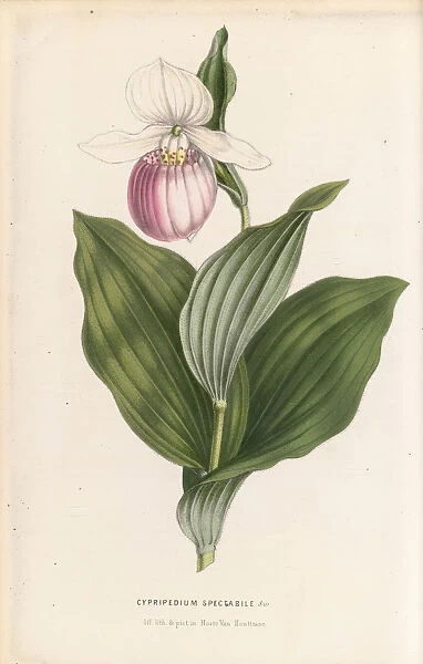 Cypripedium reginae (Showy orchid), 1849