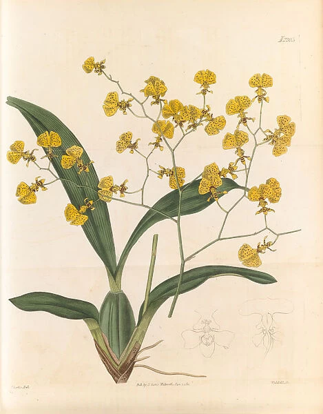 Cyrtochilum flexuosum aka Oncidium flexuosum, golden rain (Dancing lady), 1821