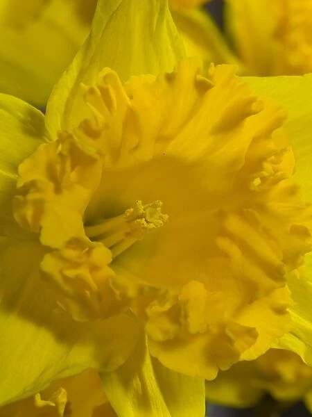 daffodil. Narcissus