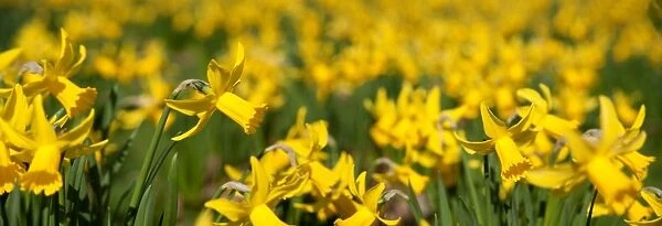 Daffodils along the broadwalk, RBG Kew