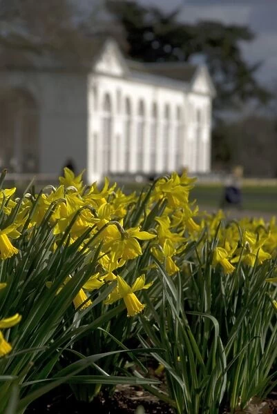 Daffodils on the Broad Walk in
