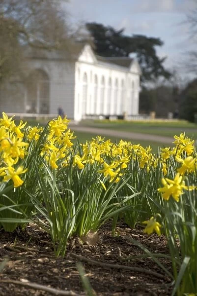Daffodils on the Broad Walk in