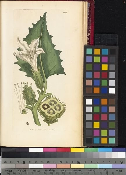 Datura stramonium, 1863-1886