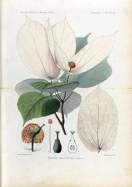 Davidia involucrata Plantae Davidianae by Franchet, 1888