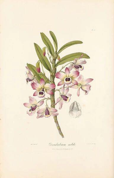 Dendrobium nobile (Noble orchid), 1837