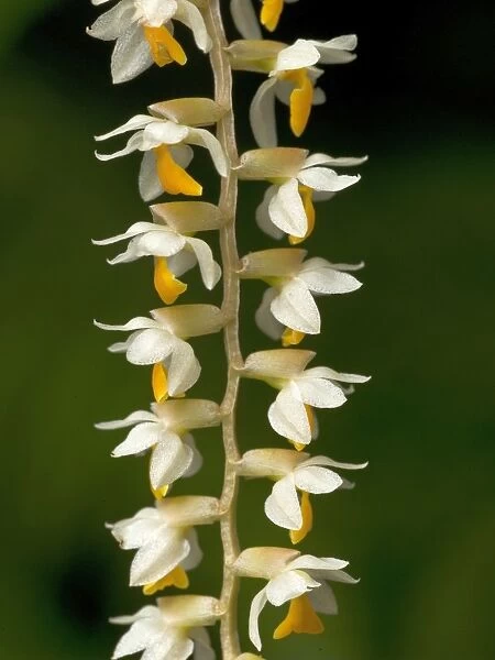 Dendrobium orchid. ivory and yellow orchid