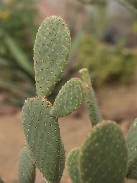 Desert plants