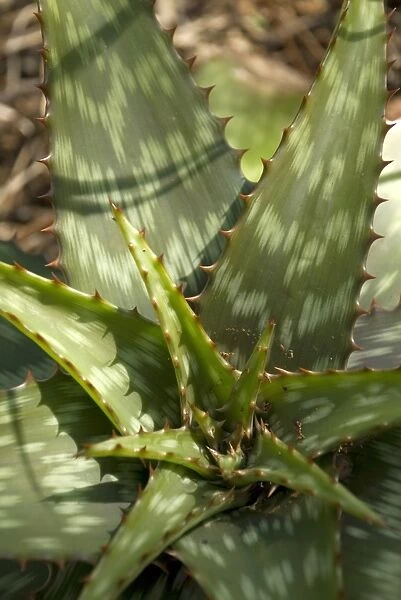 Desert plants