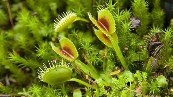Dionaea muscipula. DROSERACEAE, Dionaea muscipula, venus fly trap