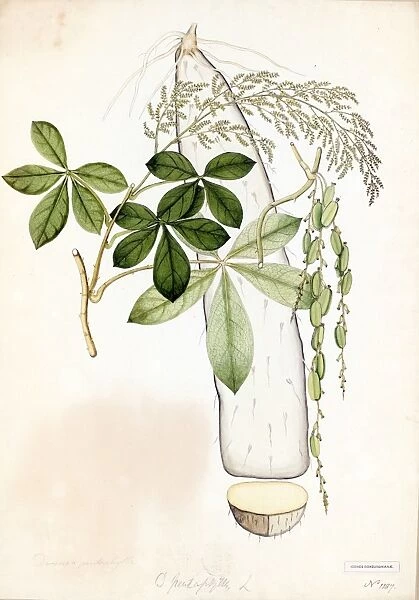 Dioscorea pentaphylla, Willd