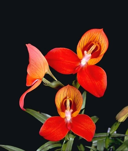 Disa uniflora. stunning South African orchid