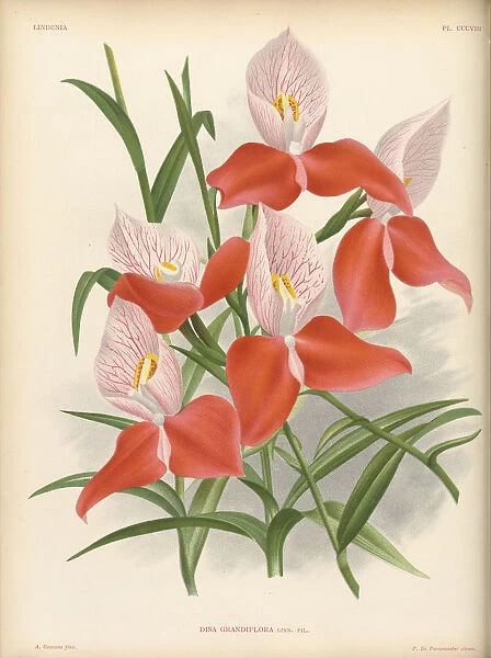 Disa uniflora (Pride of Table Mountain), 1885-1906