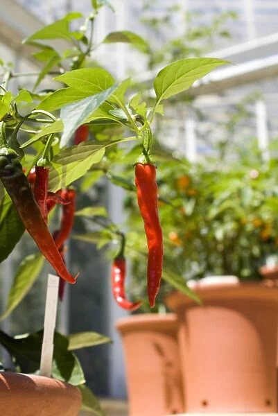 A display of chilli peppers