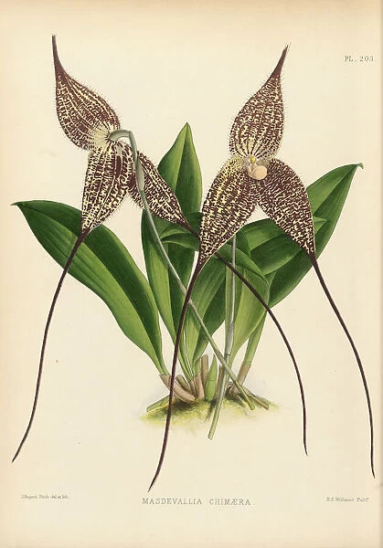 Dracula chimaera (Vampire orchid), 1882-1897