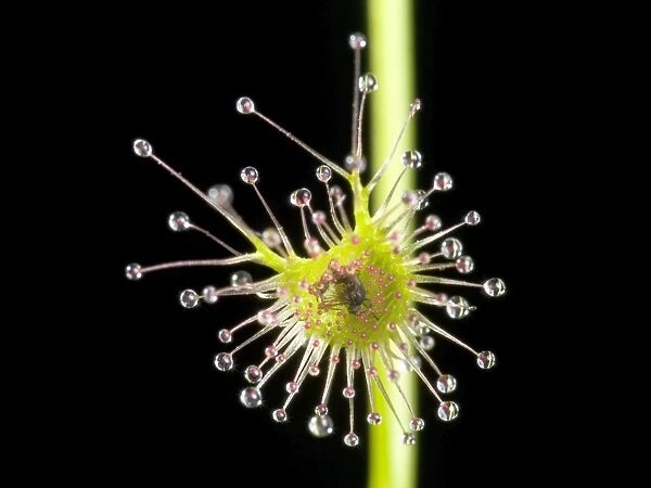 Drosera auriculata. close up of a sundew carniverous plant with a fly