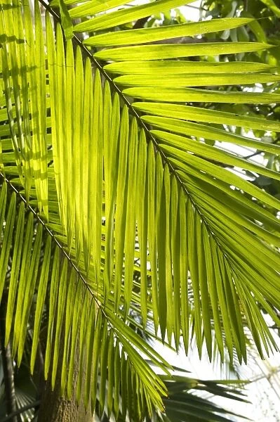 Dypsis leptocheilos palm leaf