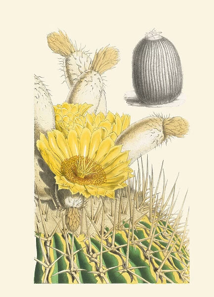 Echinocactus platyacanthus, 1850