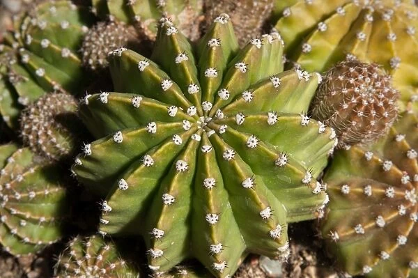 Echinopsis oxygona. Family: Cactaceae