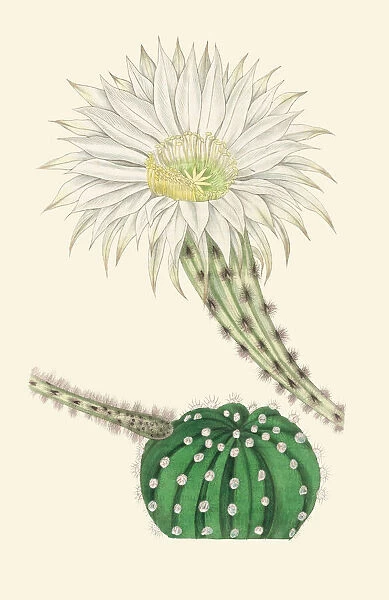 Echinopsis oxygona, 1835