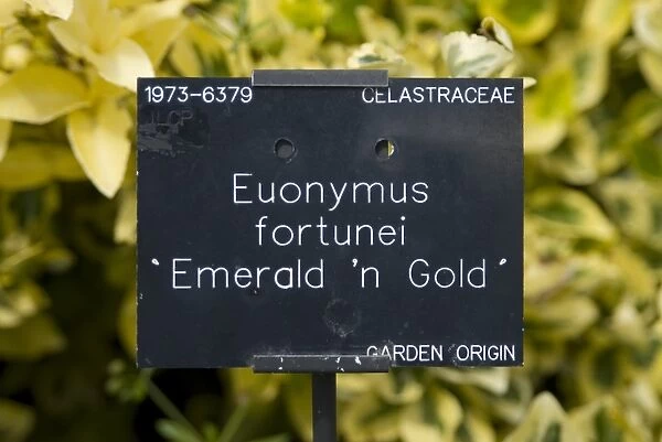 Emerald n Gold. CELASTRACEAE, Euonymus, fortunei, 19736379