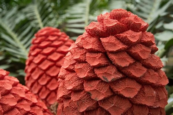 Encephalartos ferox cones