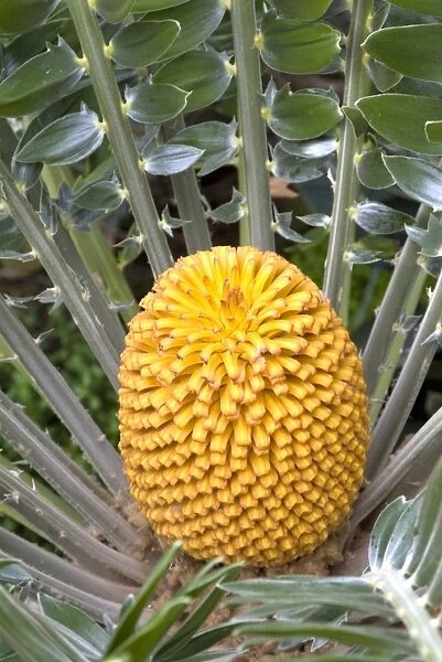 Encephalartos, woodii cone