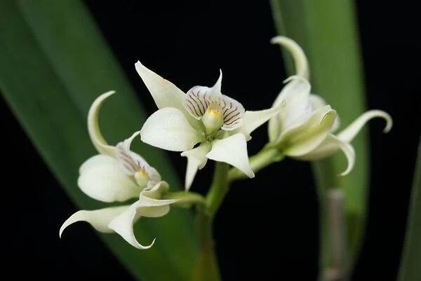 Encyclia fragrans orchid. ORCHIDACEAE. Syn. Anacheilium fragrans