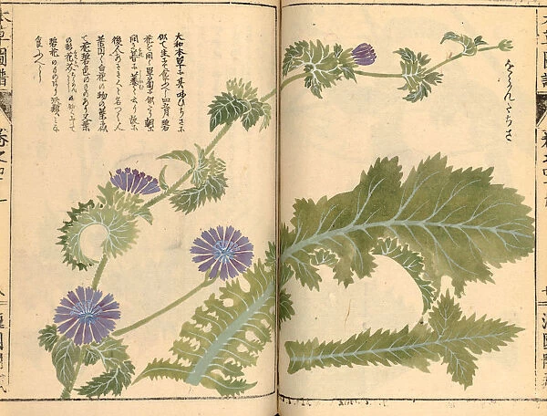 Endive (Cichorium endivia), woodblock print and manuscript on paper, 1828