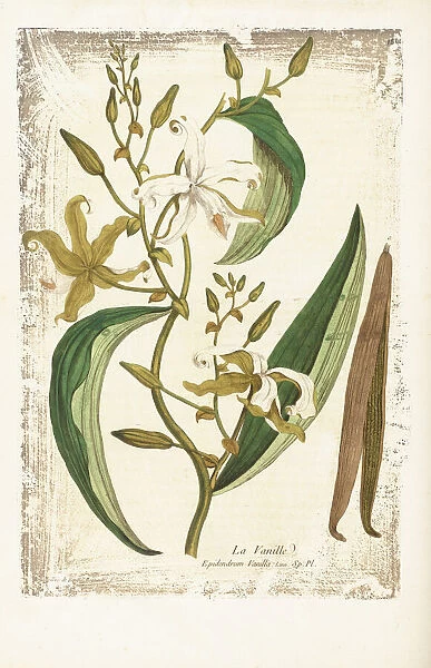 Epidendrum vanille, 1774