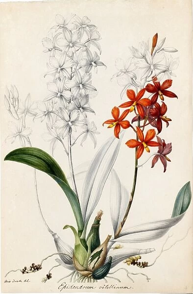 Epidendrum vitellinum, 1838