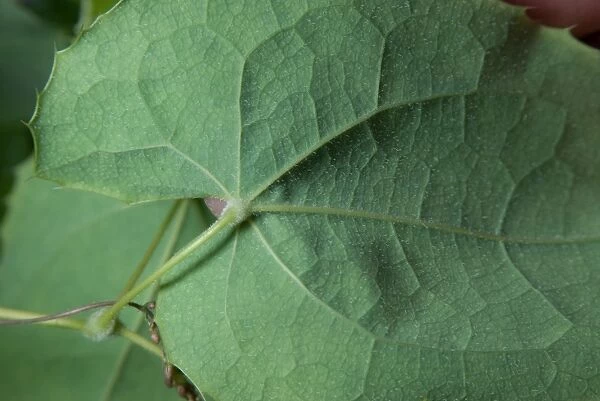 Epimedium pubescens, leaf. Family: Berberidaceae