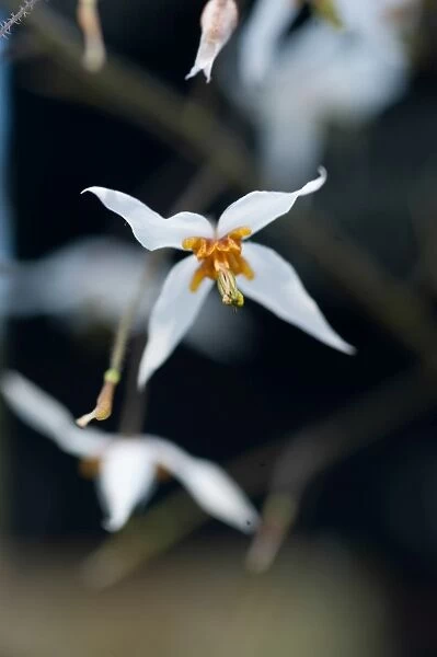Epimedium pubescens. Family: Berberidaceae